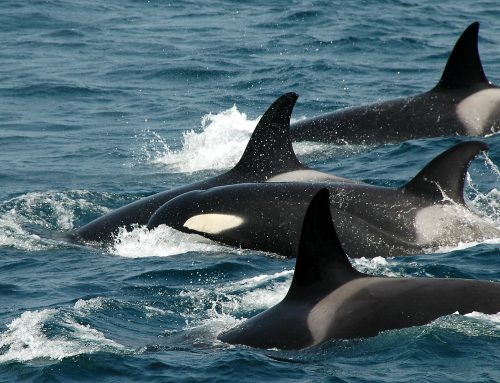 Orcas in the Strait of Gibraltar