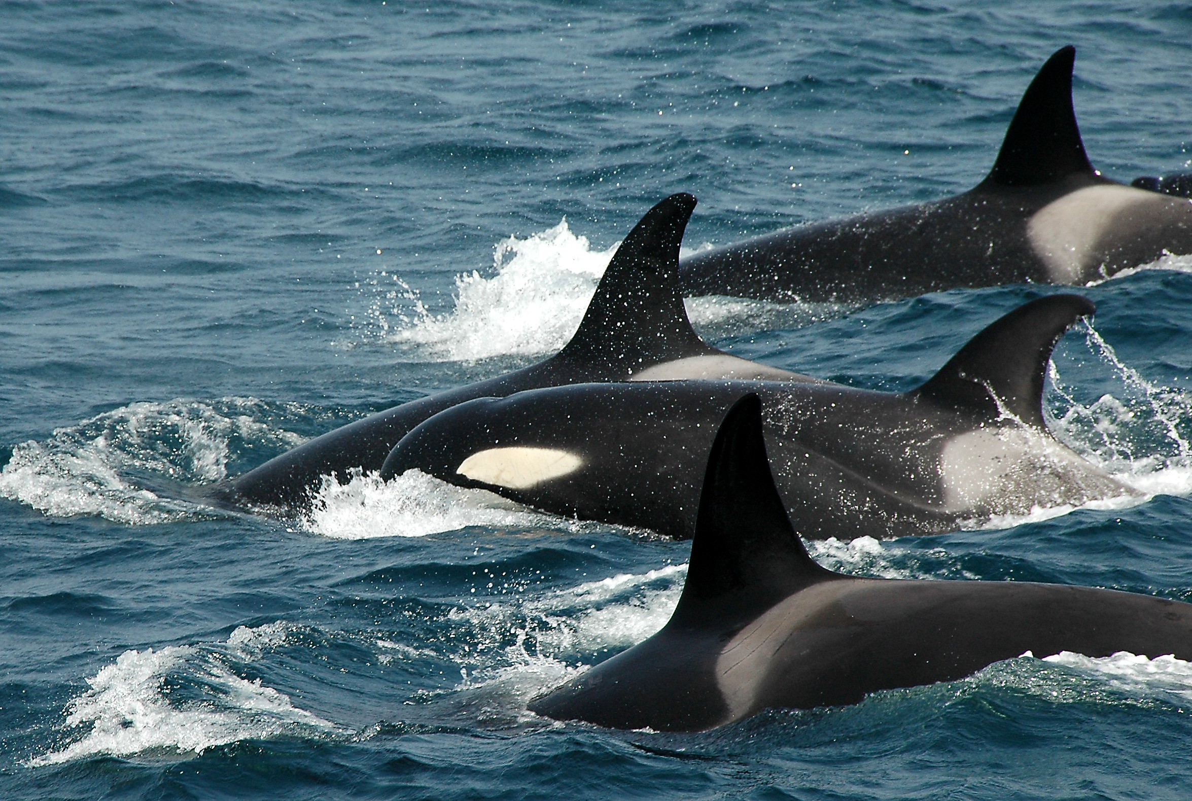Orcas Strait of Gibraltar