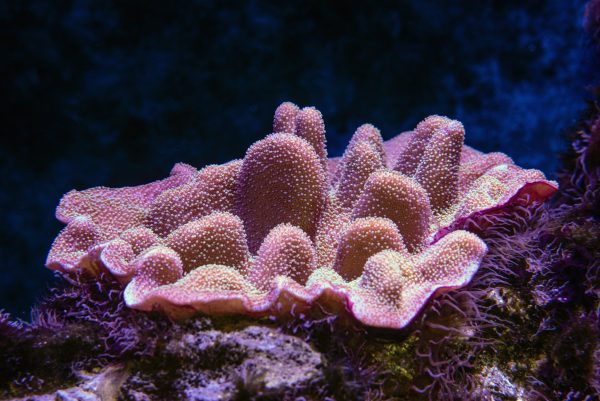 Coral Restoration Solutions