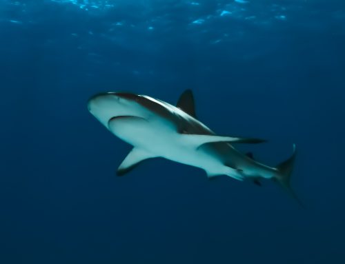 Cristina Zenato “The Shark Listener” Part II